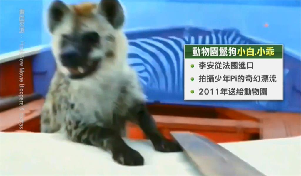 離譜!「少年Pi」斑點鬣狗遭遊客騷擾 動物園:脫序行為依法究辦