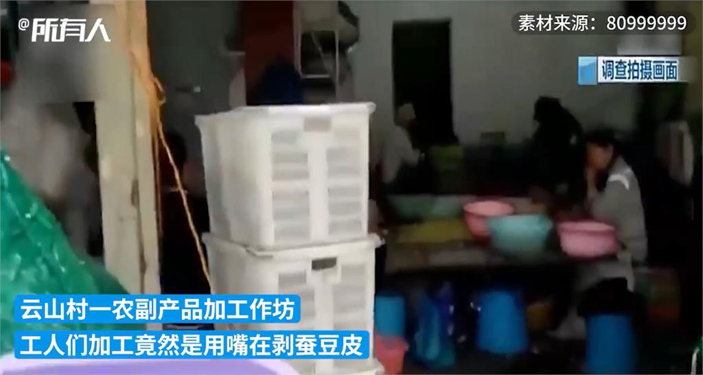 「口水蠶豆」敢吃嗎?加工廠遭踢爆用嘴剝…稽查員看不下怒斥:噁心!