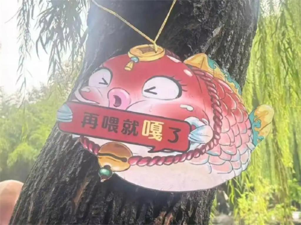 連假8天自助餐後遺症?驚見趵突泉「豬鯉」保全狂勸:別再餵