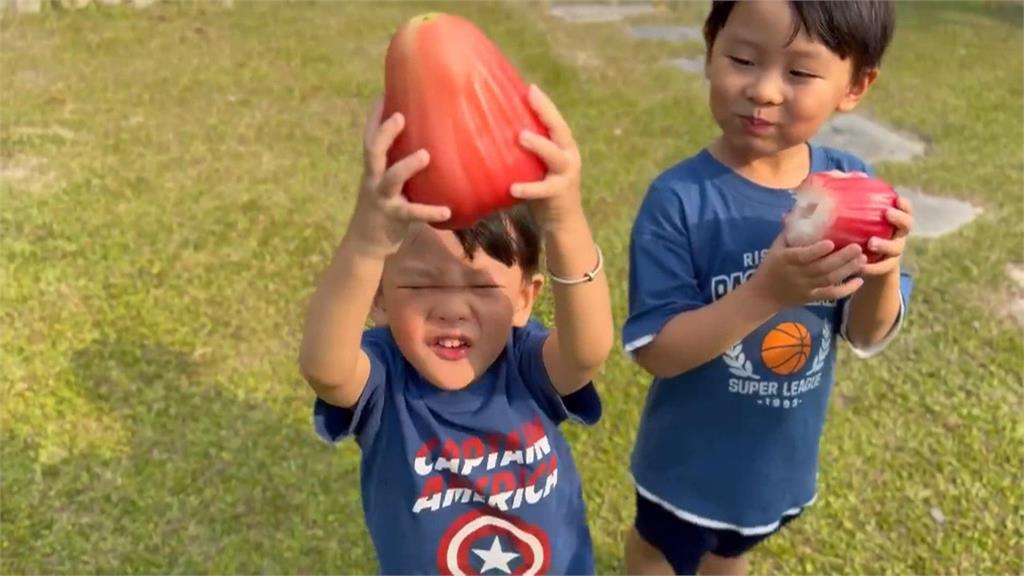 巨無霸蓮霧比正常大7倍 單顆重量超過1斤