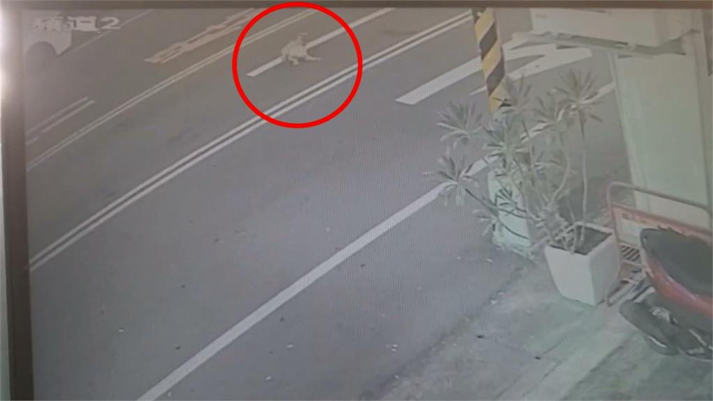 狗突然衝出來！騎士撞上摔車　黃狗翻滾數圈「逃逸」