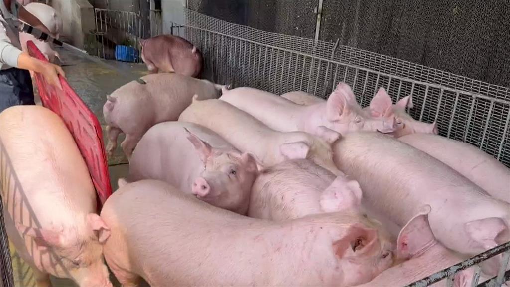 異言堂/西班牙也爆非洲豬瘟!台灣成功守下疫情 專家:全球唯一