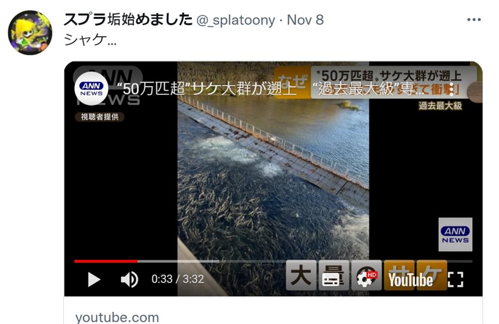 北海道鮭魚瘋狂洄游「50萬隻擠爆河川」驚人影片曝　專家驚：很罕見