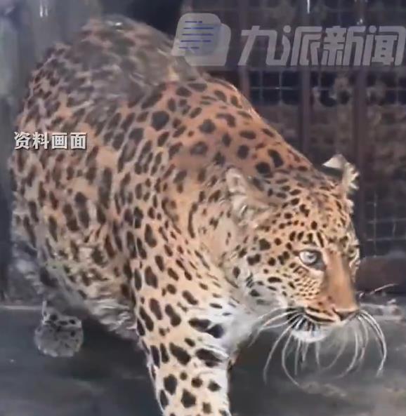 中國16歲胖豹撞臉「動物方程式」警官！減肥失敗園方決定「這麼做」