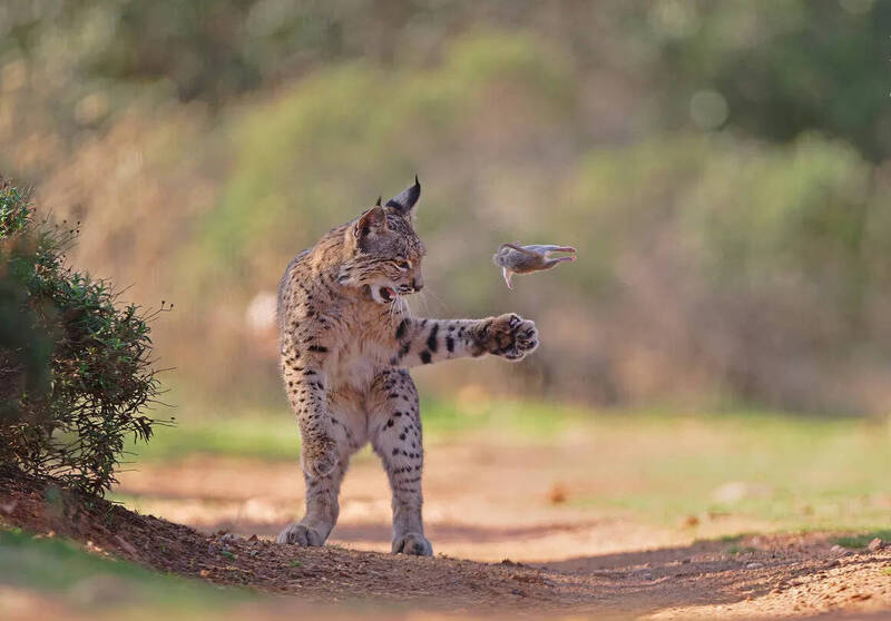 比恐怖片還驚悚！公鹿激戰獲勝頂「死敵腐爛斷頭」趴趴走...駭人影像入圍攝影賽