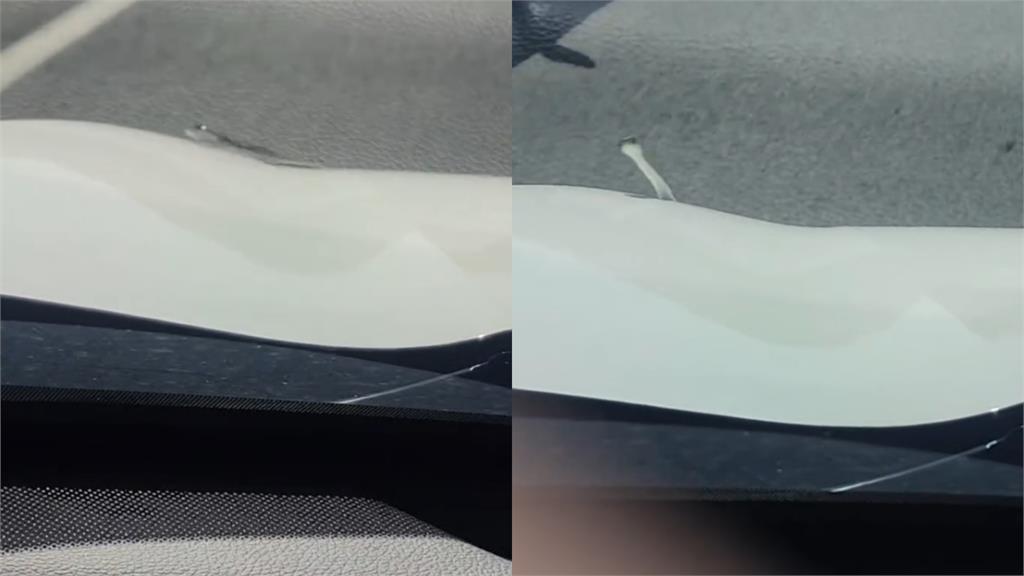 高速公路開到一半驚見「活體雨刷」 蛇風中狂甩網笑喊:能感受到他的絕望