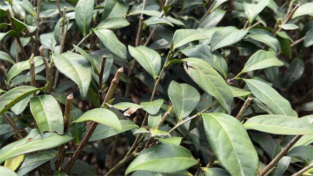 久旱缺水不發芽! 阿里山春茶產量恐剩3成