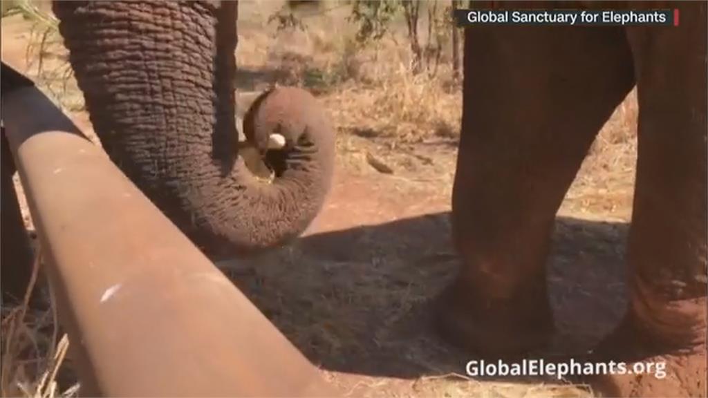 德動物園大象吃播秀「這絕技」　成科學家研究「嬌」點