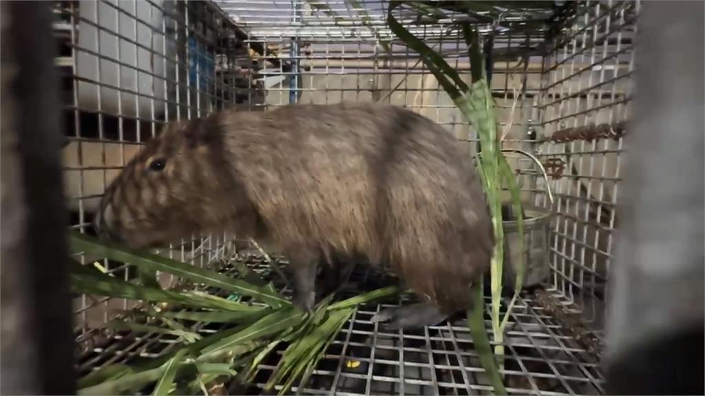 水豚君現身虎尾大排 目擊者:誰家卡皮巴拉脫逃?