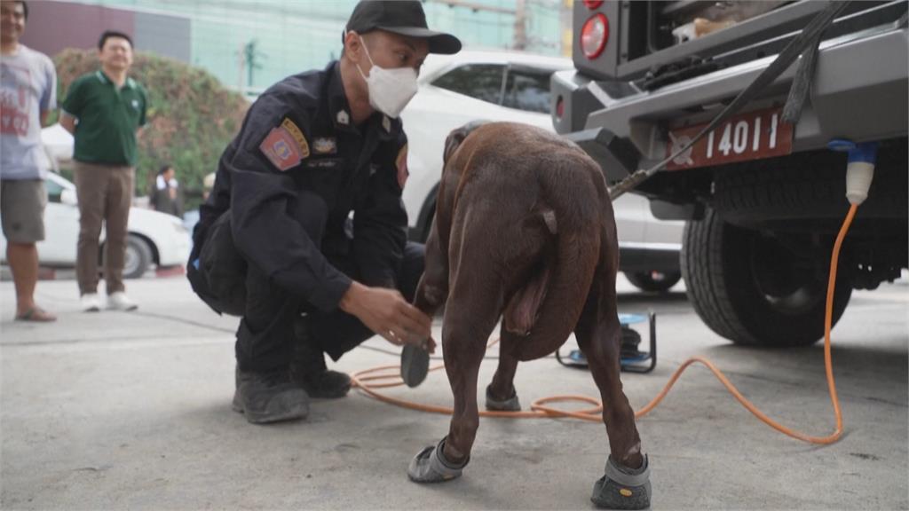 曼谷審計部大樓77人下落不明　搶救不間斷　搜救犬累翻