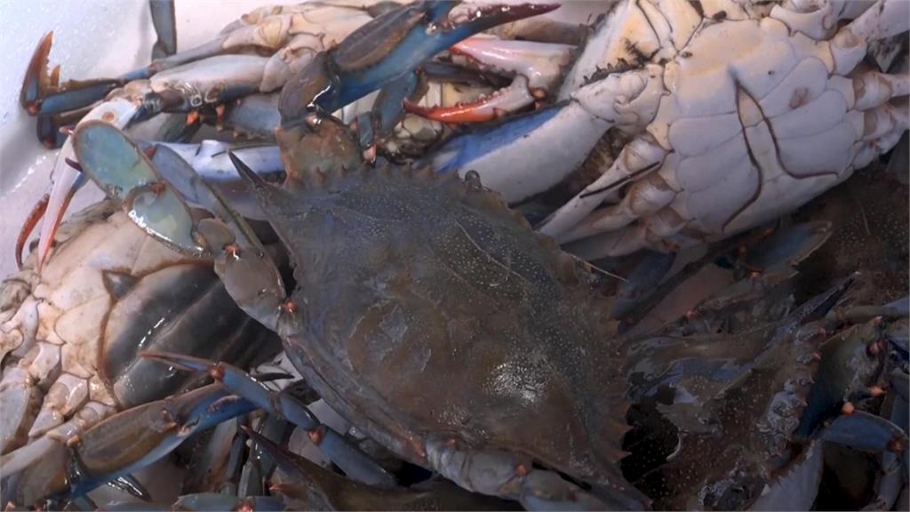 外來種吃光蛤蜊重創漁業　義大利推藍蟹料理「把敵人吃掉」