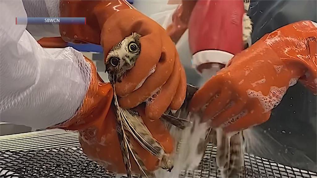 沙漠貓頭鷹漂外海載浮載沉　船員救援送野生動物照護團隊