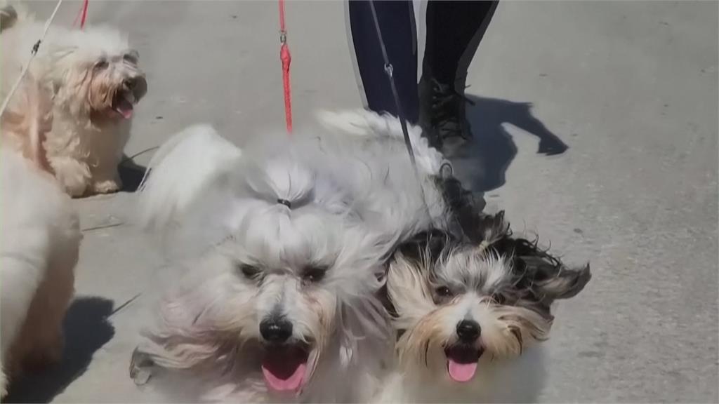 可愛大眼+蓬鬆毛髮 古巴特產「哈瓦那犬」萌度破表