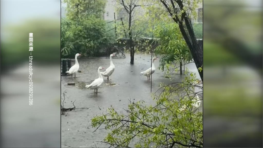 屏東大雨狂下"水淹看不清路" 黑豬水中游快滅頂