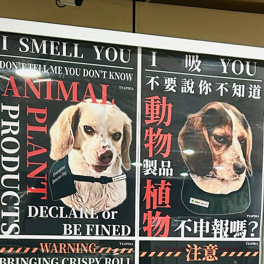 桃機檢疫犬「I 吸 YOU」宣導海報暴紅！超萌反差引80萬人圍觀