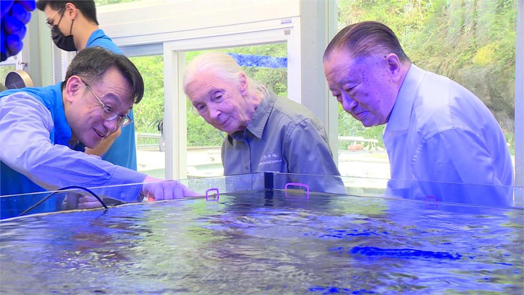 珍古德睽違7年再訪台 今夏拚復育萬株瀕危珊瑚