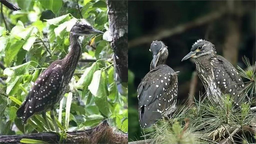 一級警報!「世上最神秘的鳥」首度現蹤這地方…專家見奇特身影嗨翻