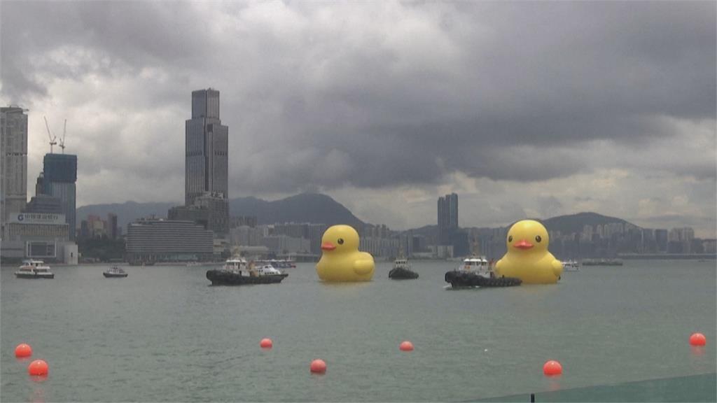 黃色小鴨回來了! 帶上同伴現身香港維多利亞港「好事成雙」