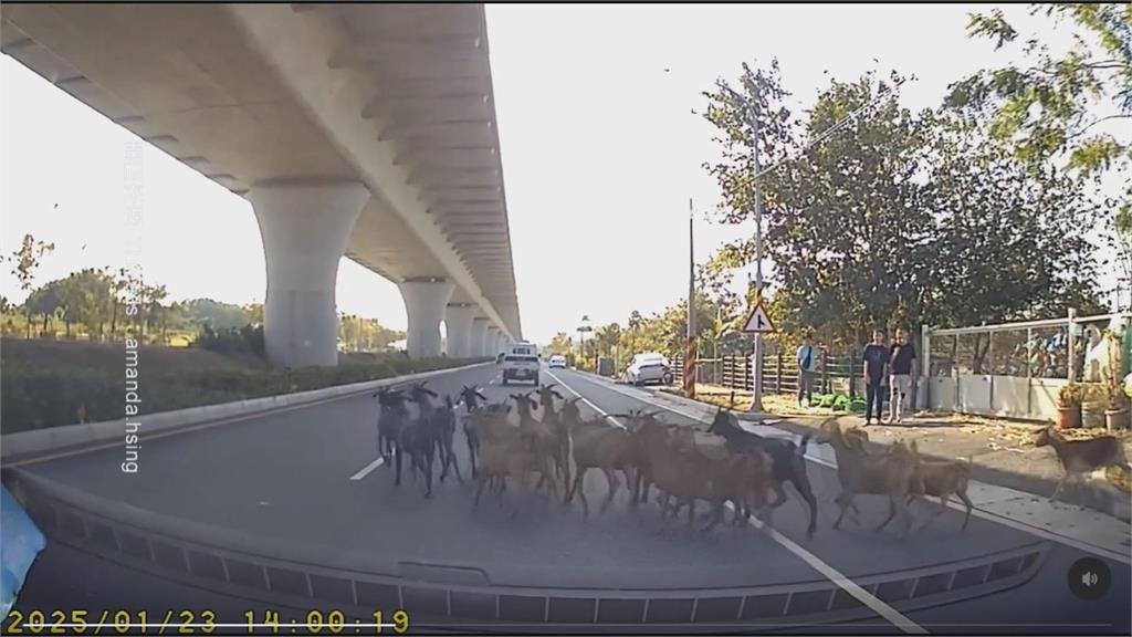 哪裡來的？羊群竄逃衝馬路　台南駕駛嚇壞險撞上