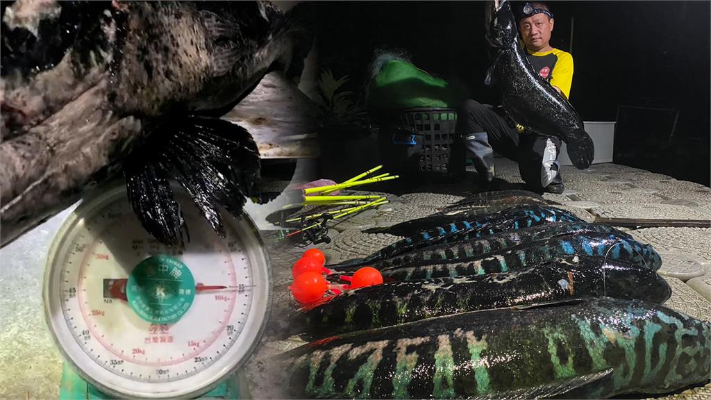 凶猛惡霸落網!釣魚達人日月潭除魚虎 捕獲量「80台斤」成績驚人