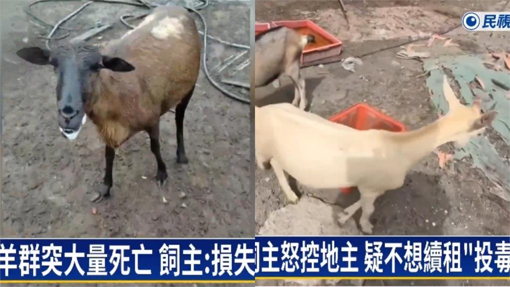 彰化120隻羊突集體「暴斃慘死」！飼主痛批「連懷孕母羊都不放過」行兇畫面曝光
