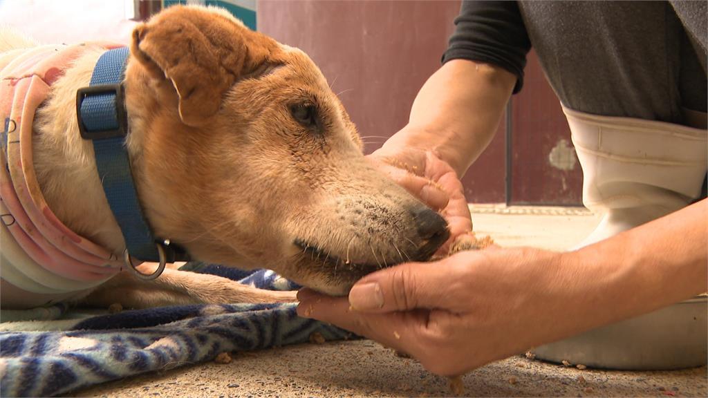 異言堂／高齡毛孩花費高易遭遺棄？獸醫師：飼主要設財損點