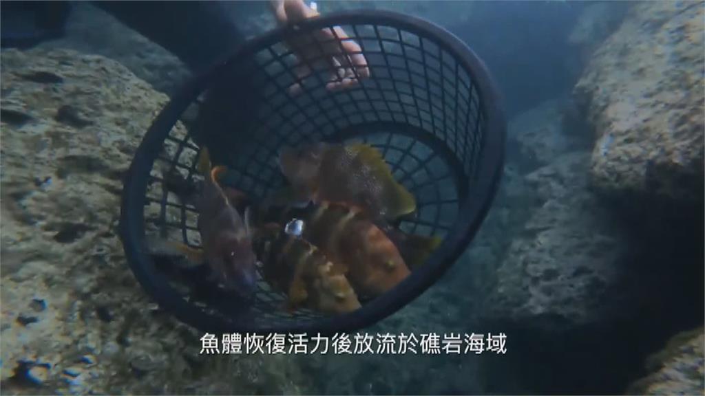 魚體首次植入發報器　台東富山護漁區追蹤魚生態