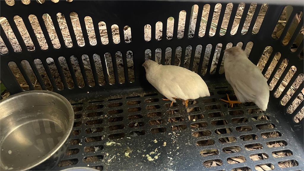 獨家！這是什麼鳥？　婦人市區撿到「這動物」驚：雞蛋自由了