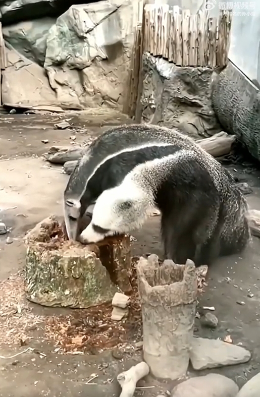 食蟻獸