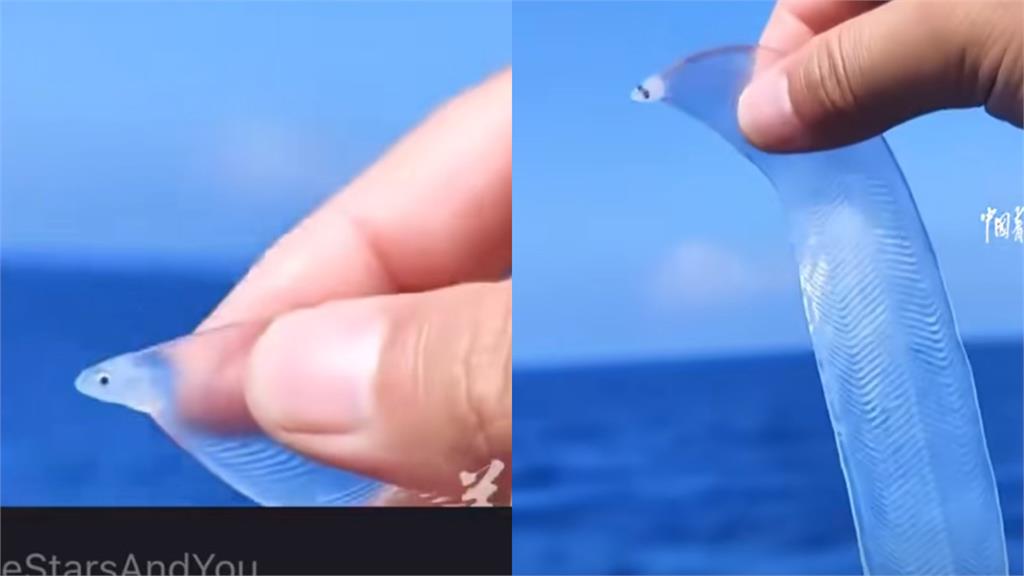 海洋專家深海驚見「會動的寬粉」透視照瘋傳!網看傻:要沾醬油吃?
