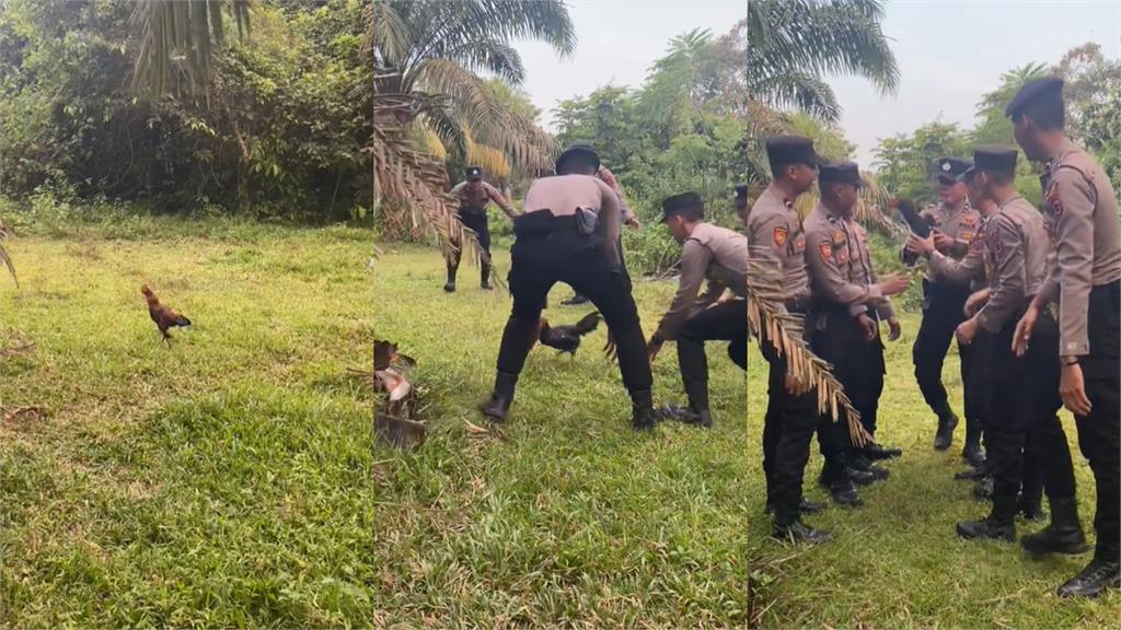 不「雞」道去哪了！印尼大叔寵物走失淚灑警局…大批警力協尋結局曝光