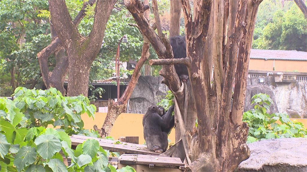 驚悚畫面曝！小獼猴誤闖展區　遭黑猩猩「群起圍毆」傷重死亡