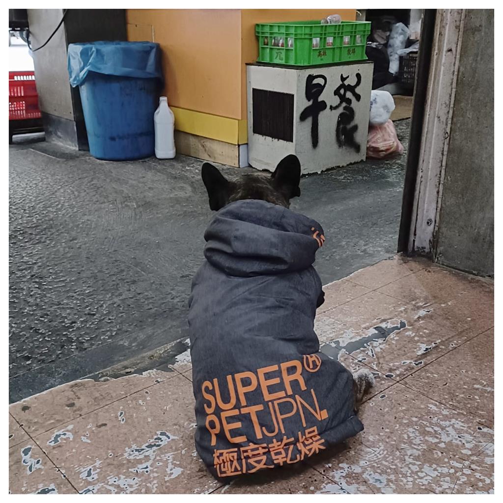 「極度乾燥」護持!路邊小黑寒流悠哉等早餐 網友:狗都穿得比我好