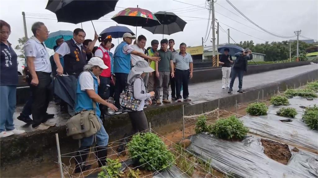 苗栗銅鑼鄉高溫強降雨　杭菊受損枯萎、黑化損失近一半