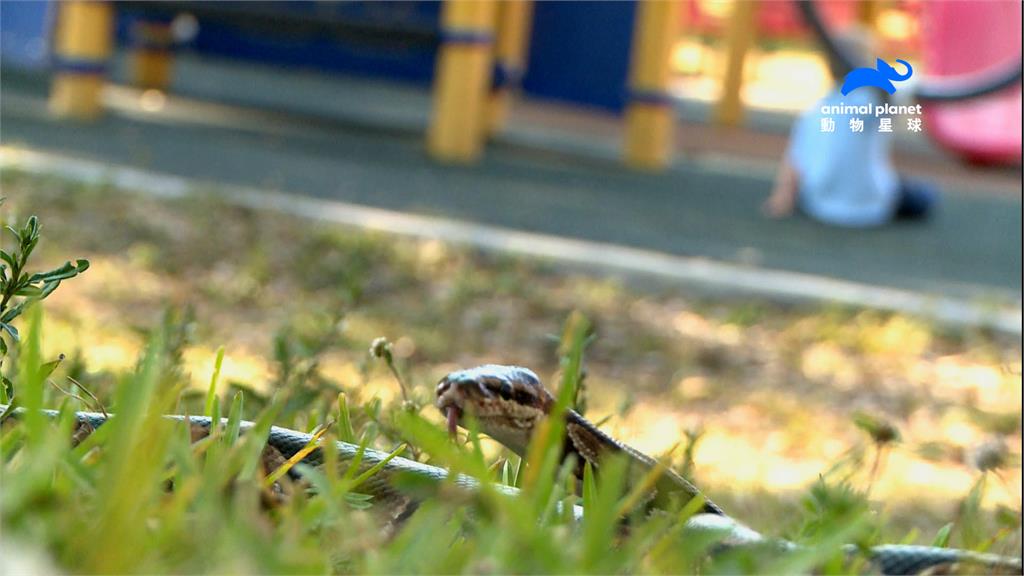 邁阿密驚見巨蟒?數萬隻蟒蛇席捲當地 「毒液一隊」接百則通報除害