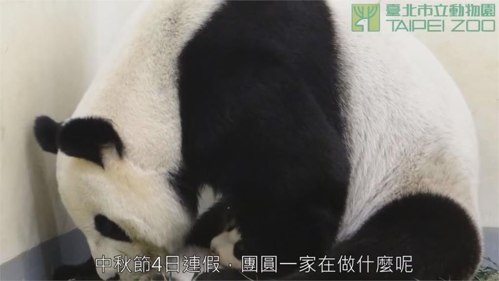 熊貓家族九年前中秋影片被翻出！網淚崩追憶團團身影「做快樂天使」