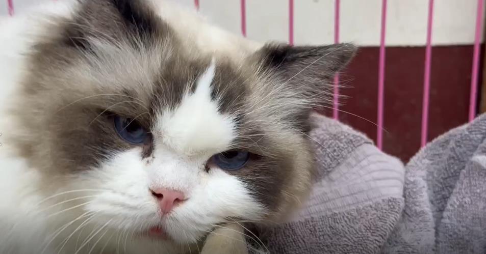 八隻布偶貓開放認養 //吸引逾２００位新竹縣民抽籤