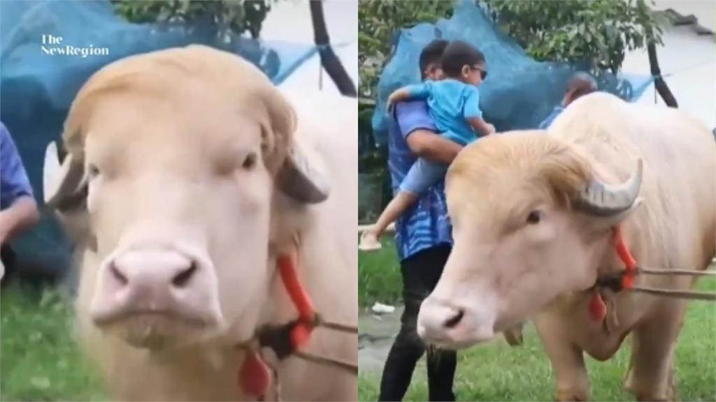 孟加拉水牛靠「撞臉川普」撿回一命!獻祭前被「赦免」入住動物園享福