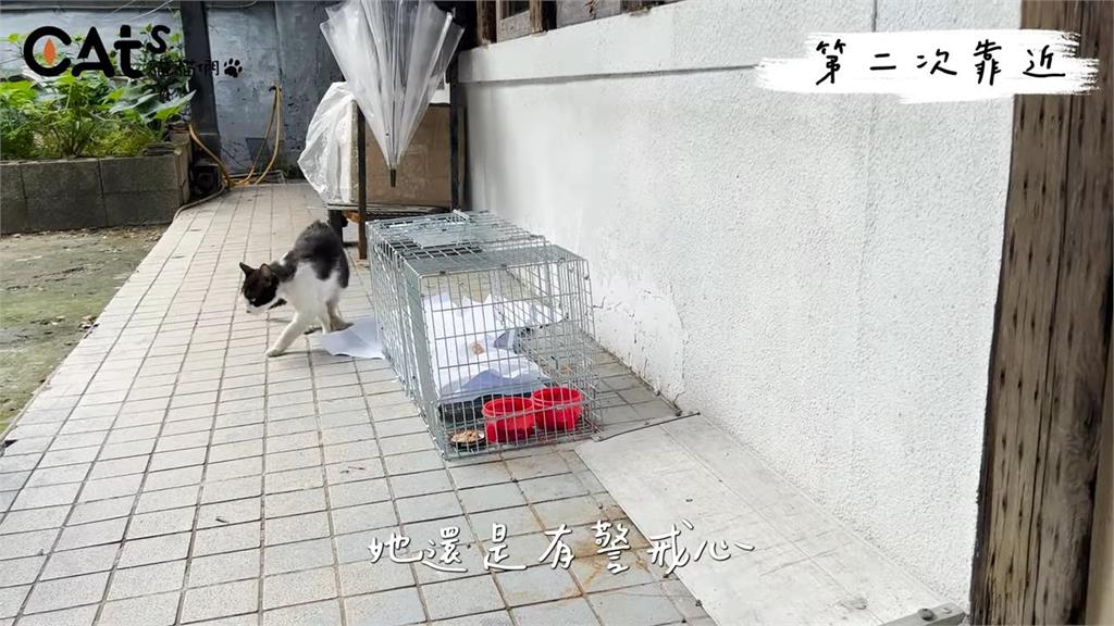 搶救戒心超重流浪喵星人!家貓上場充當翻譯官 兩貓溝通結果曝光