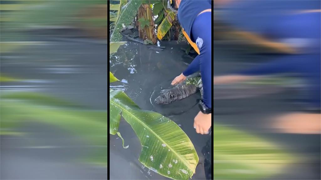 光復汪星人受困泥濘險滅頂　救出洗香香小黑秒變「金毛」！