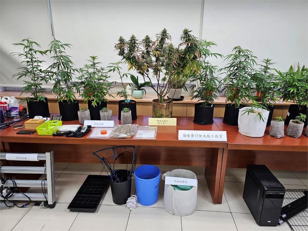 大麻新品種「國王果汁」竟飄花香 民宅變製毒工廠被破獲