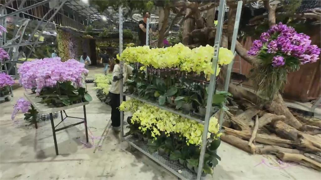 蝴蝶蘭銷美零關稅恐生變？　蘭花農不擔心強調相信政府