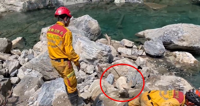 快新聞/花蓮搜救犬石礫間嗅聞「突跳進溪水」! 搖尾巴游泳超萌畫面曝光