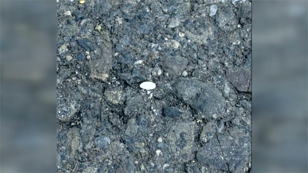 婦人涉餵毒米害24鴿子「當場暴斃」　高雄警調監視器抓人