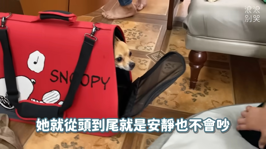 不想花時間相處!內向怕生吉娃娃遭退養2次 網心疼:願正緣早日出現