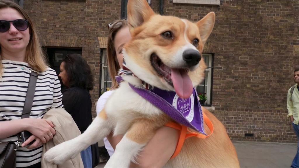 最萌遊行！小短腿圓屁股　柯基犬也為女王祝賀