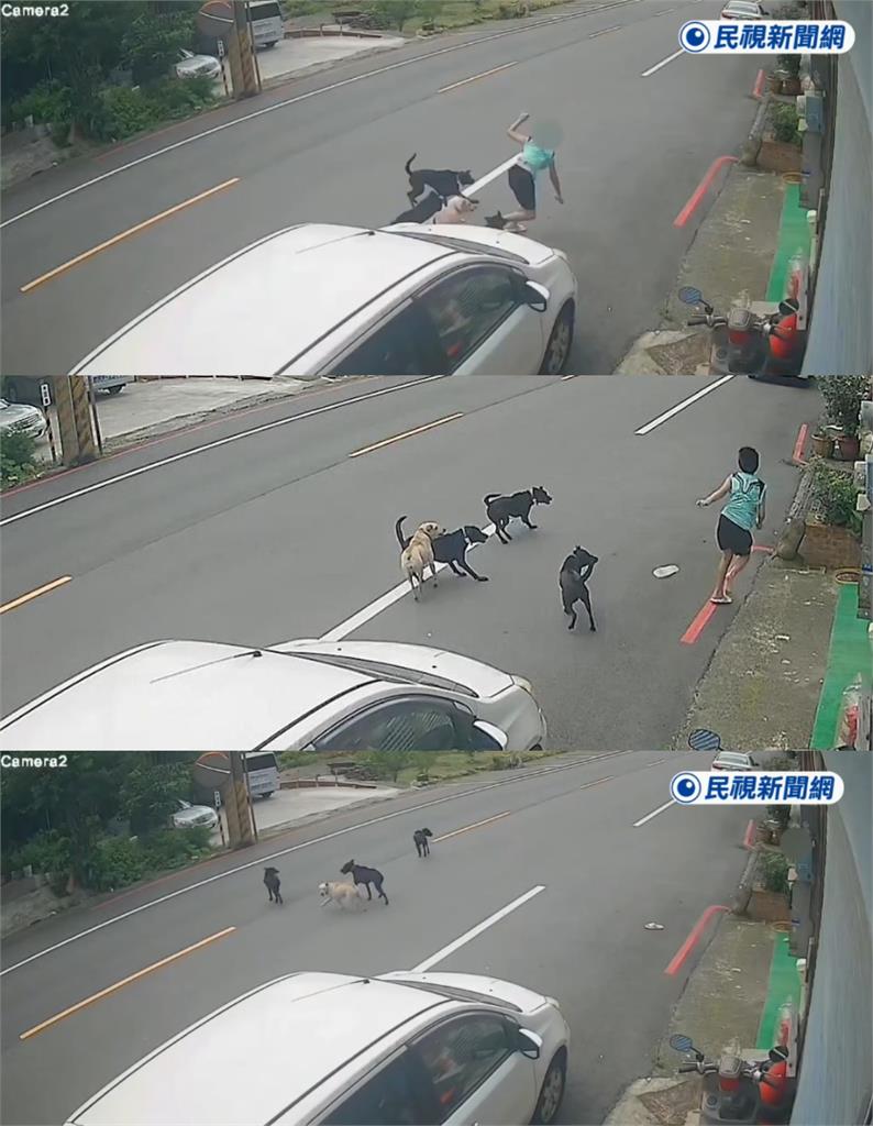 不只咬傷1人！桃園男童遭4惡犬撕咬「連滾帶爬喊救命」驚悚畫面曝光