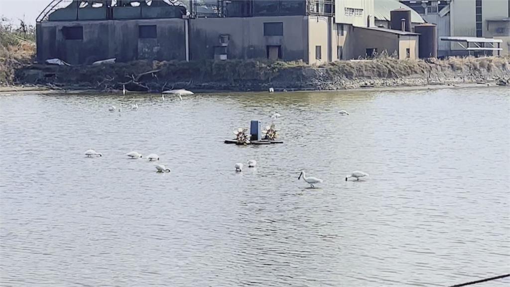 魚塭抽水換池成"候鳥Buffet" 上千鳥群擠魚塭享用大餐