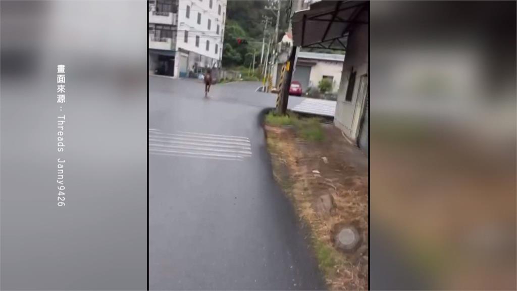 神獸!台14線驚險一幕 水鹿馬路狂奔闖紅燈