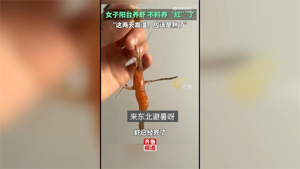 中國北方高溫飆破40度　河南民眾「寵物蝦」全遭煮熟